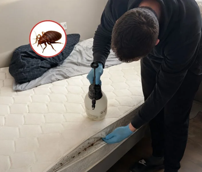 Technicien traitant un matelas contre les punaises de lit à Andilly